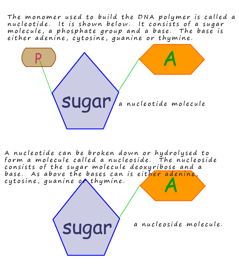structure of nucleotides and nucleosides